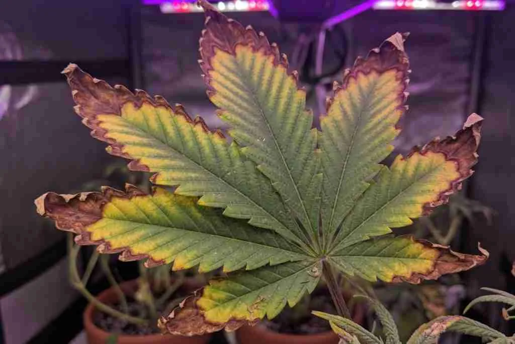 Cannabis fan leaf with brown scorched edges and yellow tips