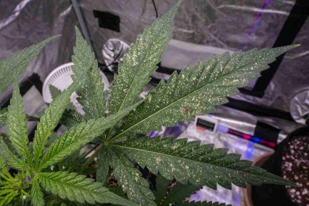 Cannabis fan leaf with classic spider mite stippling, pale dots on the upper surface