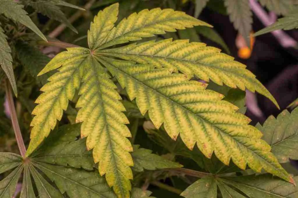 Cannabis leaf yellowing between green veins