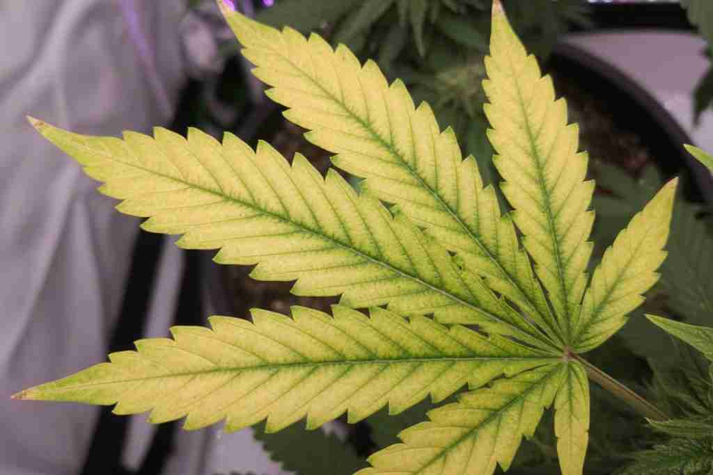 Cannabis fan leaf with interveinal yellowing from magnesium deficiency