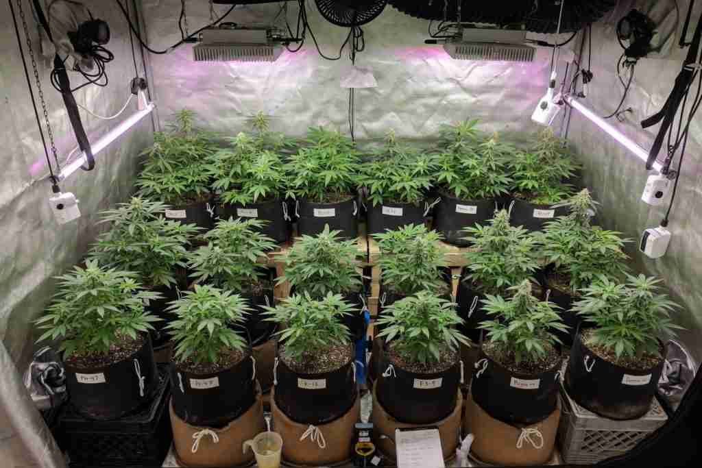 Many cannabis plants in one tent during a phenotype hunt