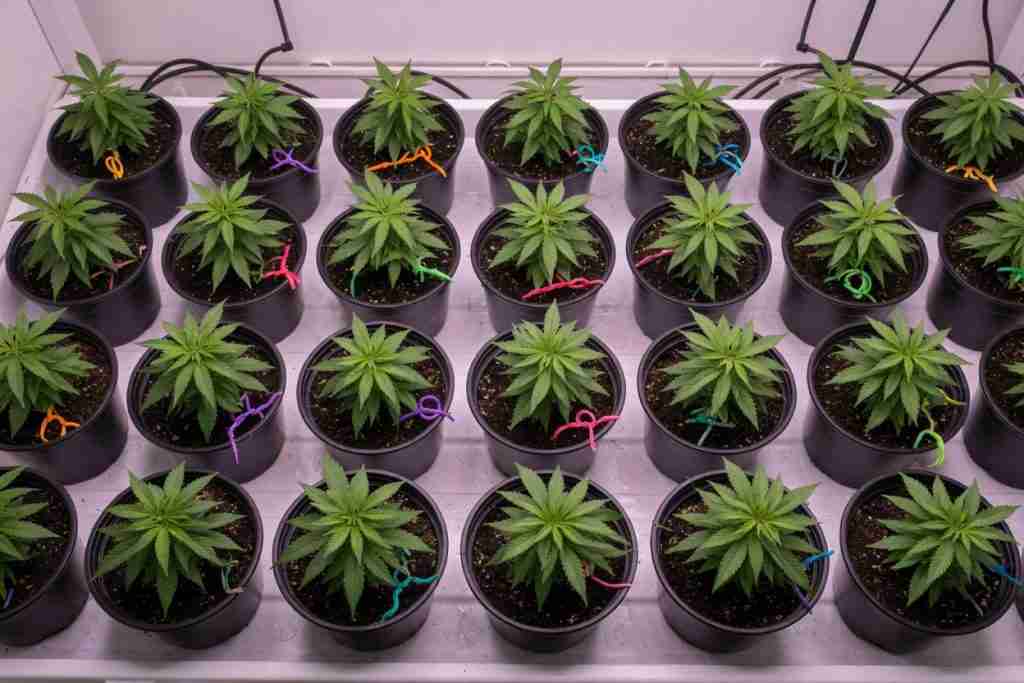 Grid of matching potted cannabis plants grown side by side for a phenotype hunt