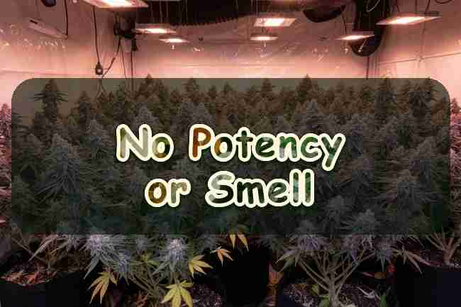 Why Does My Cannabis Plant Have No Potency or Smell?