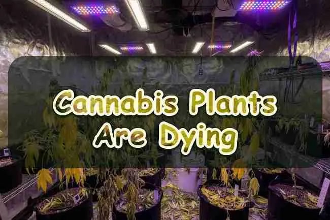 Cannabis Plants Are Dying