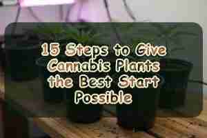 15 Steps to Give Cannabis Plants the Best Start Possible