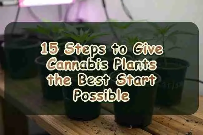 15 Steps to Give Cannabis Plants the Best Start Possible