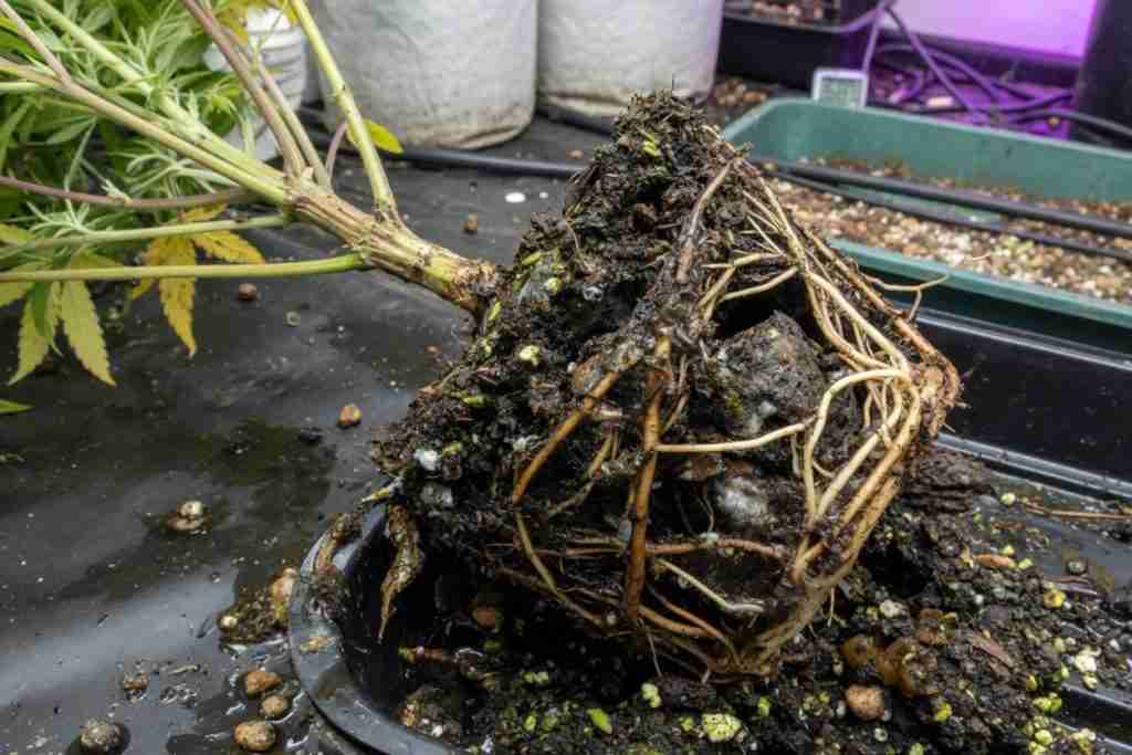 Cannabis root ball with brown rotting roots pulled from a wet pot