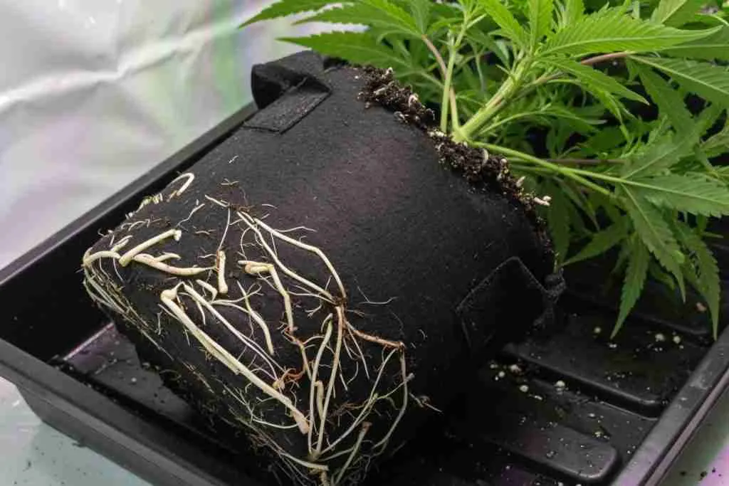 Cannabis roots air pruning at the wall of a fabric pot