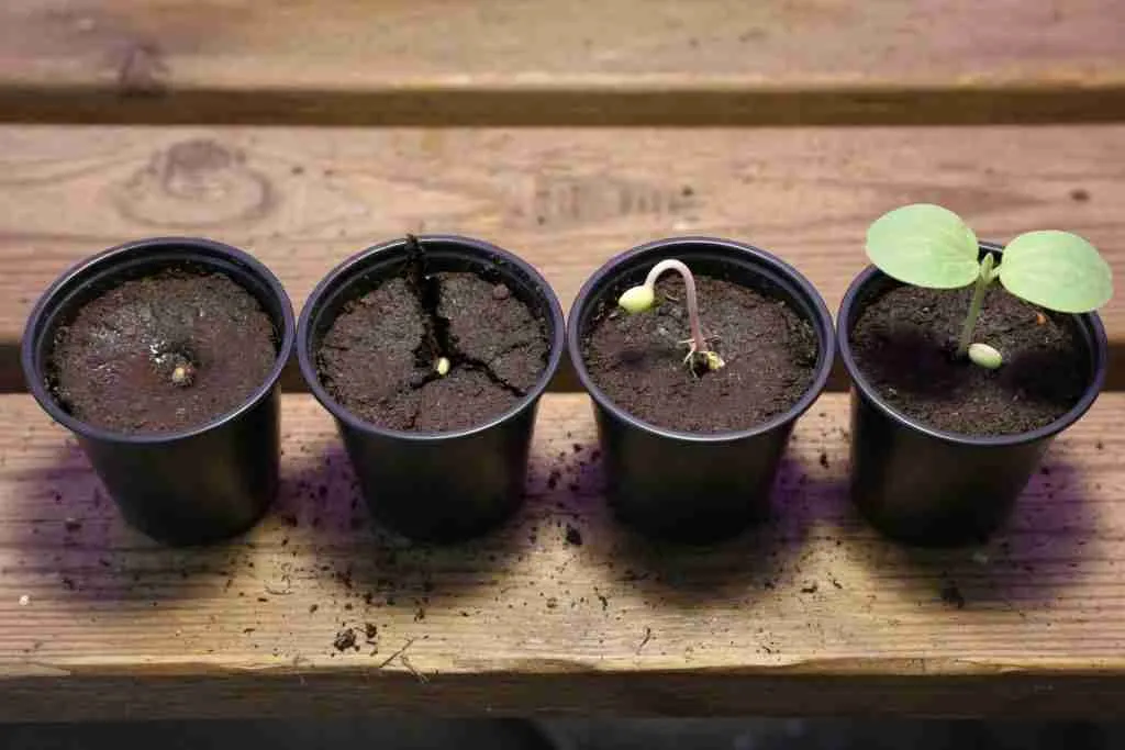 Four nursery cups showing cannabis seeds progressing from soil to open cotyledons