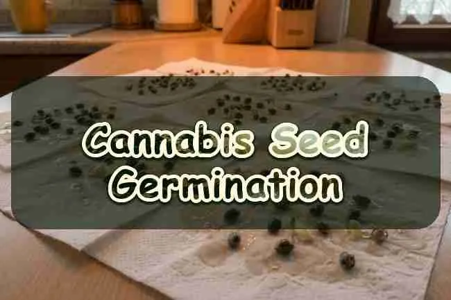 Cannabis Seed Germination