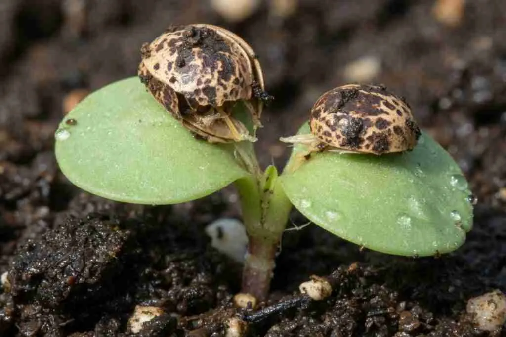Newly emerged cannabis seedling with the seed shell still on the cotyledons