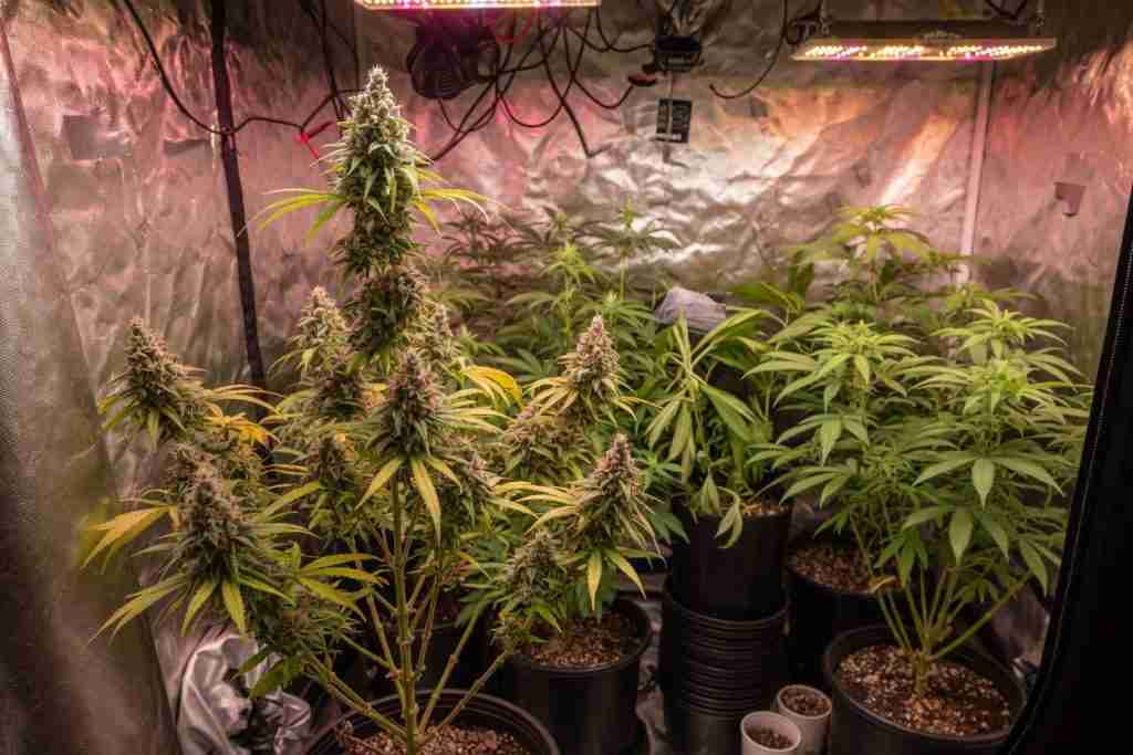 Grow bench with nursery pots, a thermometer, a ruler, and cannabis seeds