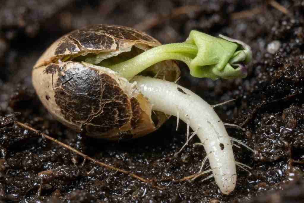 Cannabis seed cracked open with a white taproot pushing into moist soil