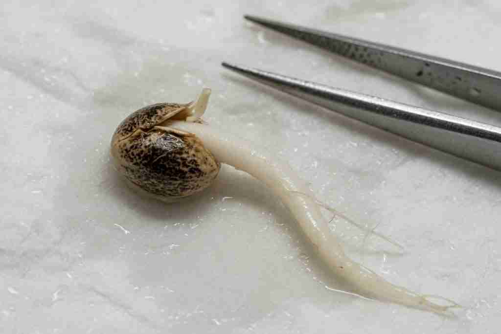 Close-up of a germinated cannabis seed with a short white taproot on a damp paper towel