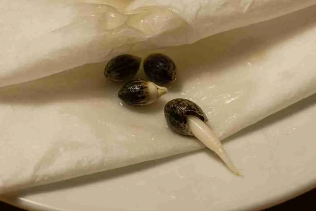 Cannabis seed with a white taproot on a damp paper towel