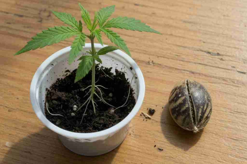 Young cannabis plant in a cup beside a single mature cannabis seed