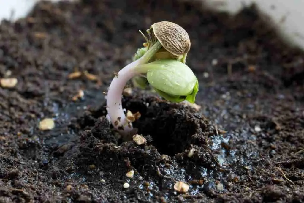 Cannabis seedling just breaking the soil surface with the seed shell on the cotyledons