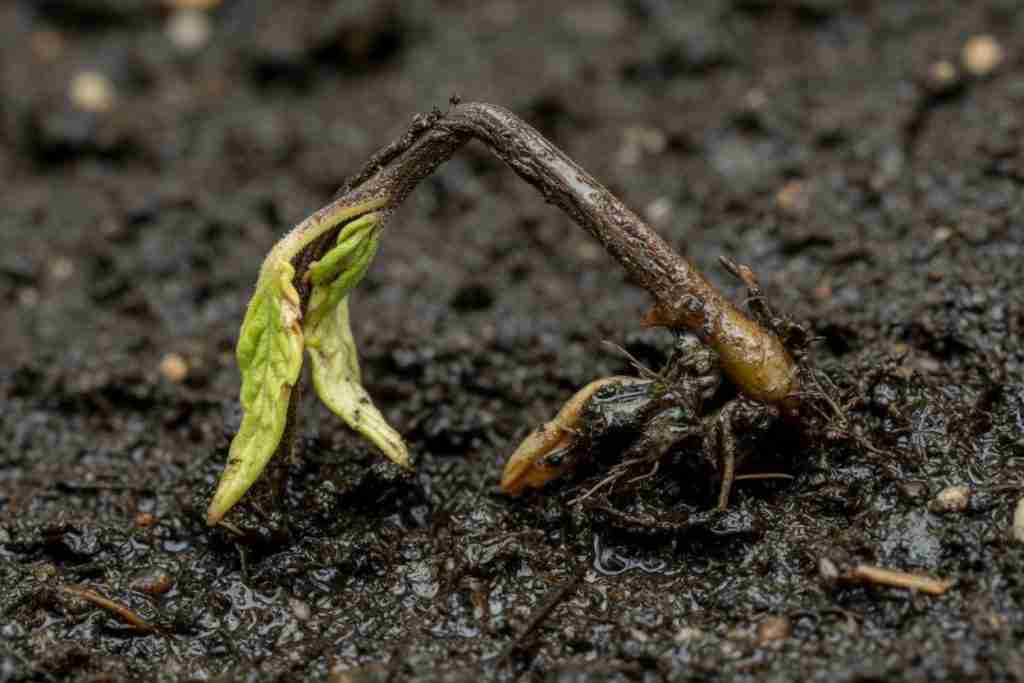 Cannabis seedling collapsed at the soil line from damping off in wet starter mix
