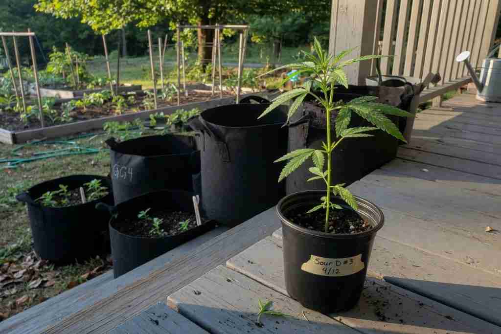 Cannabis seedling hardening off on a porch before transplanting outdoors
