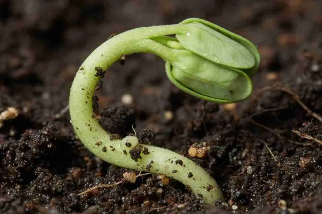 Cannabis seedling hypocotyl hook pushing through moist soil