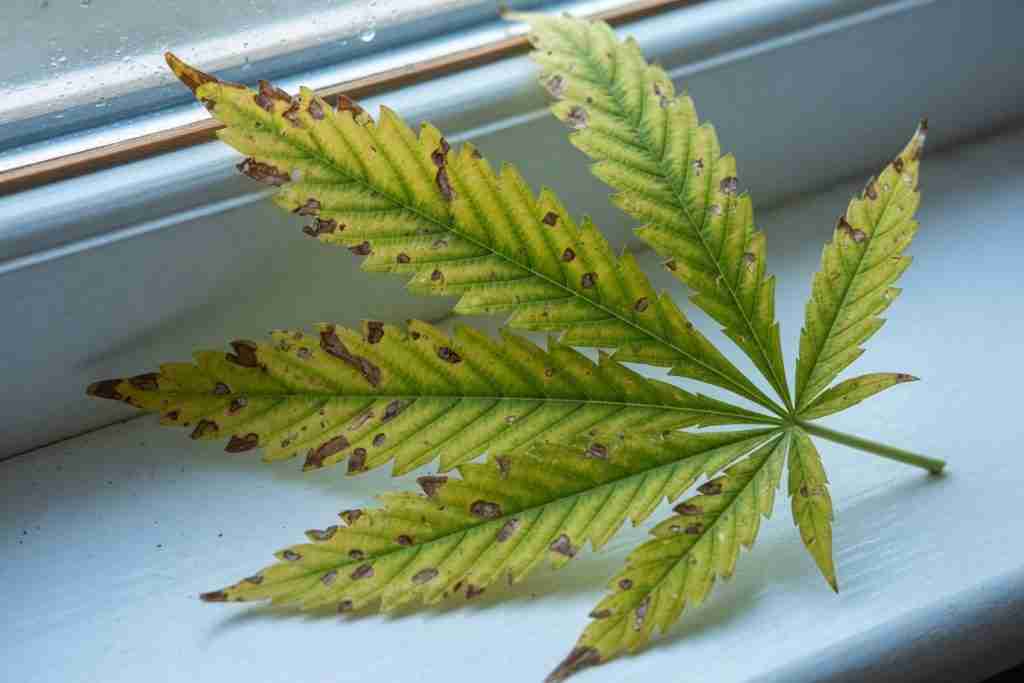 Young cannabis seedling with true leaves growing in a red party cup in a runoff tray