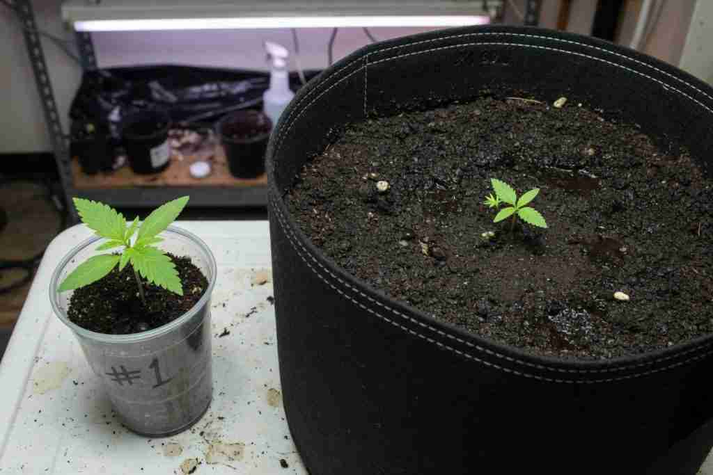 Cannabis seedling in a small cup next to a tiny seedling in a huge wet fabric pot