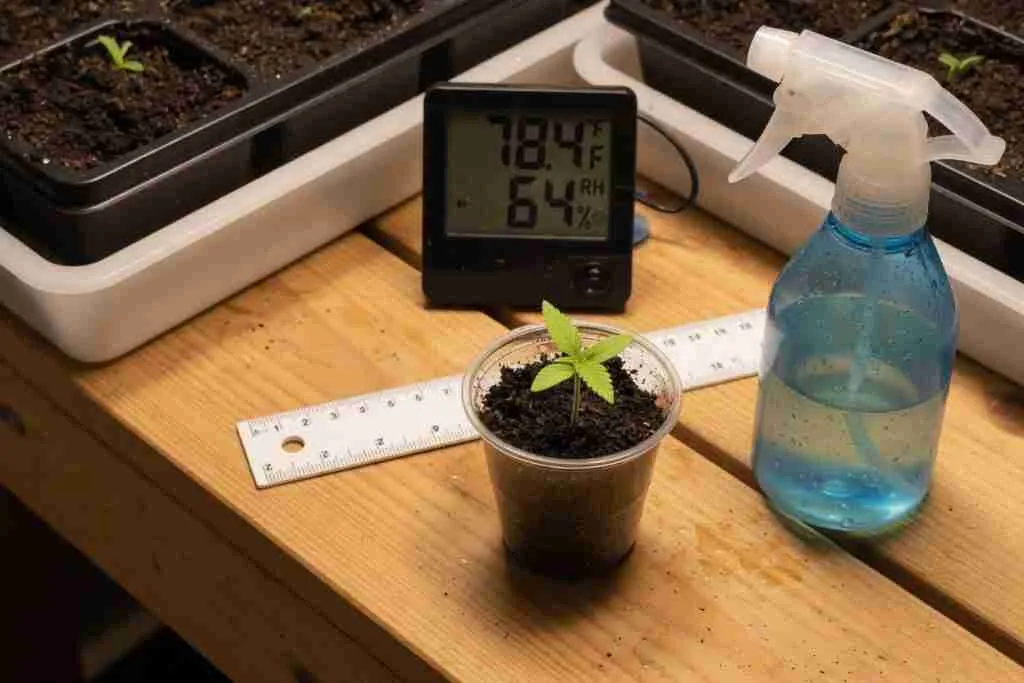 Seedling station with thermometer, spray bottle, ruler, and a soil cup