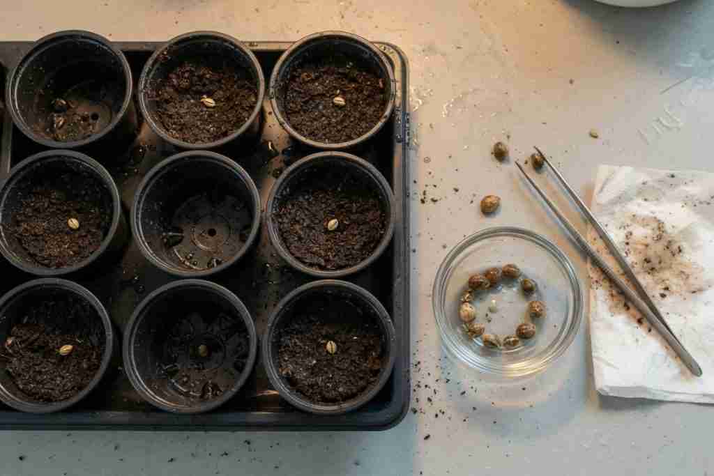 Seedling tray of nursery cups with cannabis seeds and tweezers on a counter