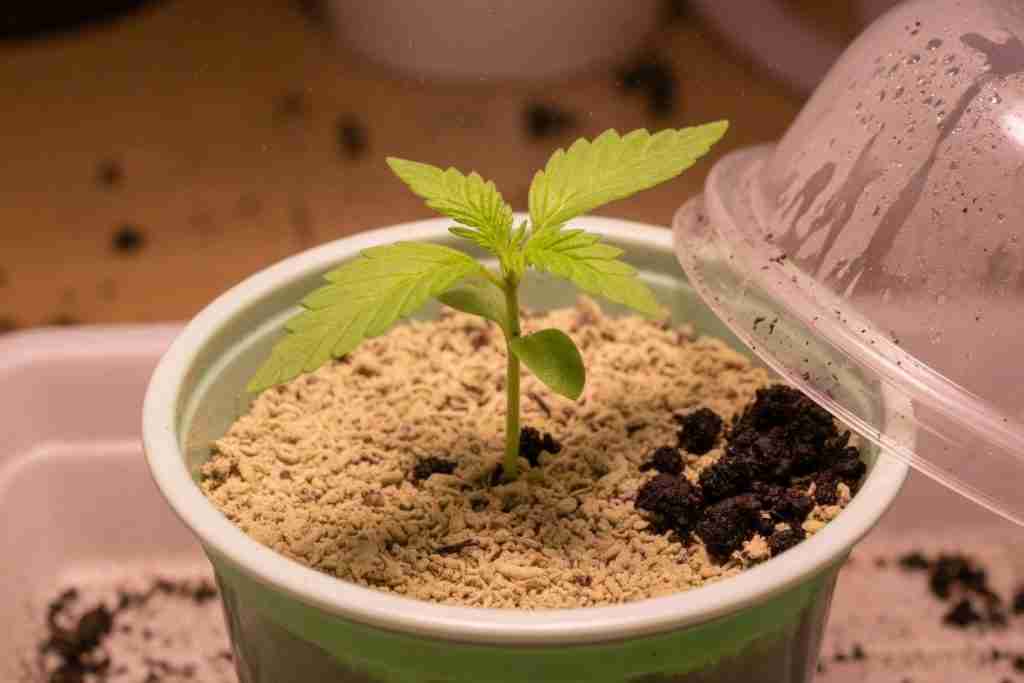 Cannabis seedling in a light starter mix with a small amount of worm castings