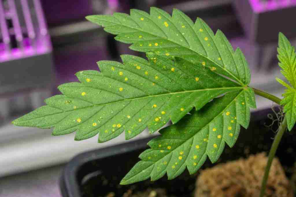 Cannabis seedling leaf with small yellow spots on green tissue