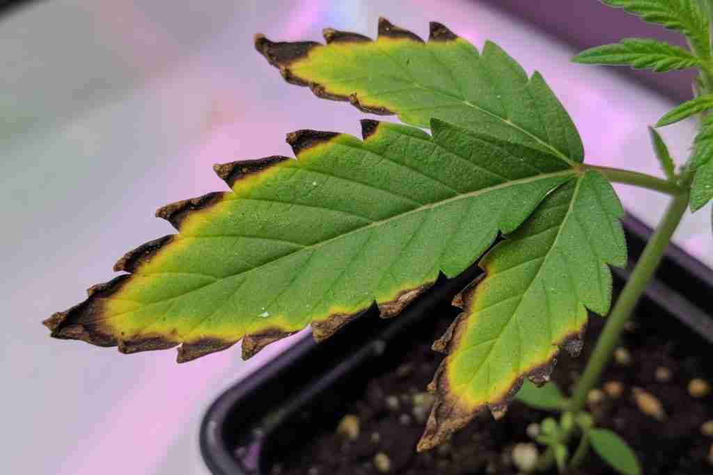 Cannabis seedling leaf with yellowing burnt tips and brown crispy edges