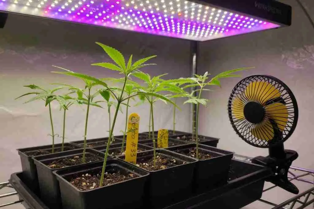 Cannabis seedlings under LED light with a small clip fan moving air across the stems