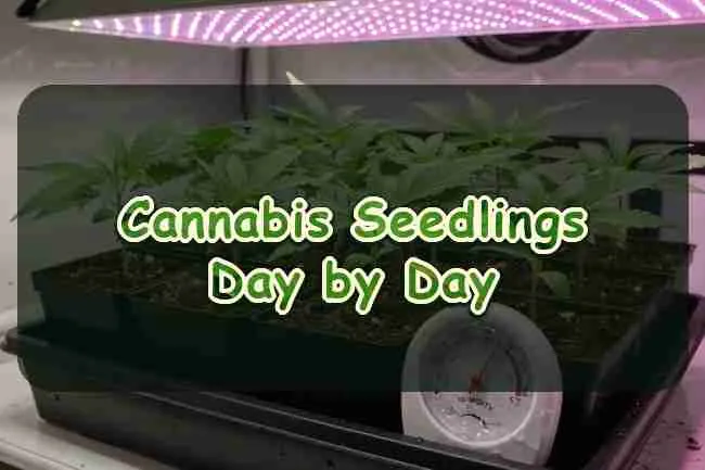 Cannabis Seedlings Day by Day