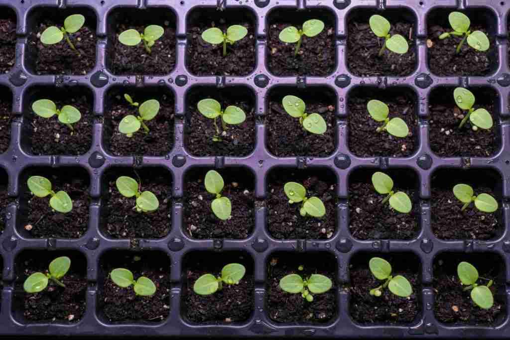 Tray of newly sprouted cannabis seedlings in soil cells
