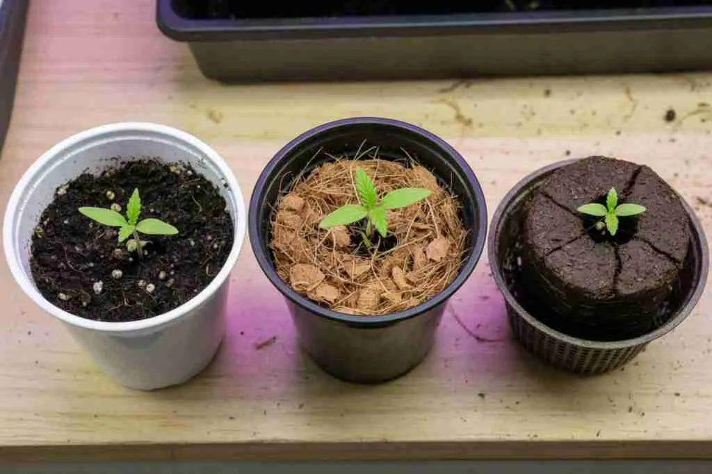 Cannabis seedlings breaking surface in soil, coco, and a starter plug