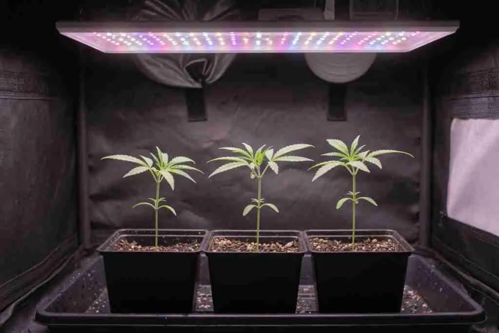 Cannabis seedlings in small pots under a dimmed LED grow light