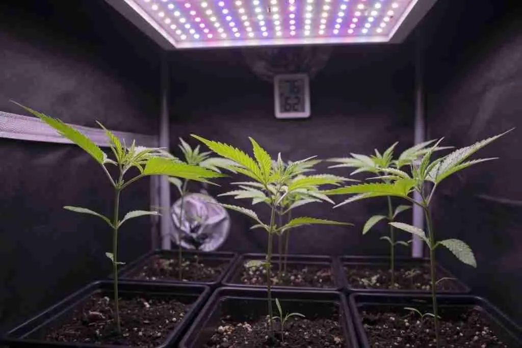 Young cannabis seedlings under a dimmed LED at a safe distance