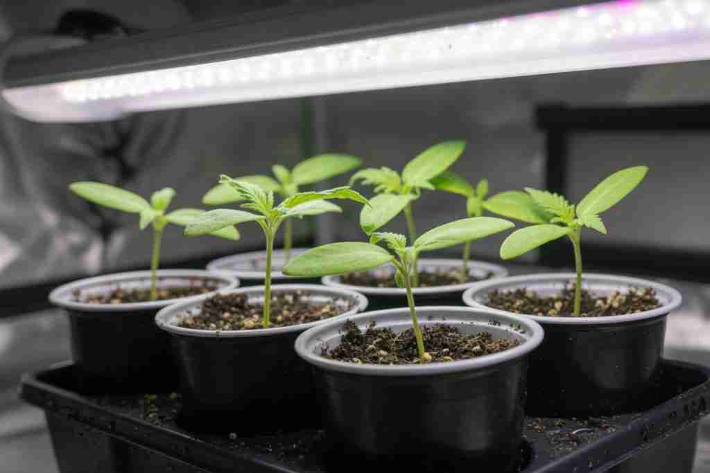 Newly emerged cannabis seedlings under a gentle LED grow light