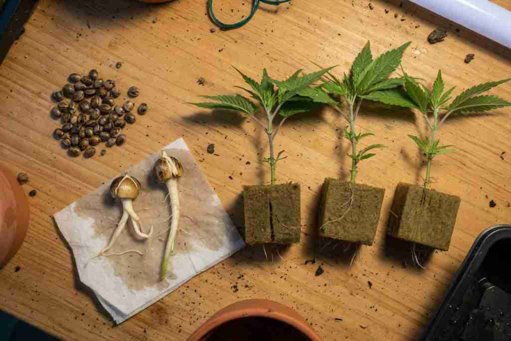 Cannabis seeds, germinated taproots, and rooted clone cuttings on a workbench