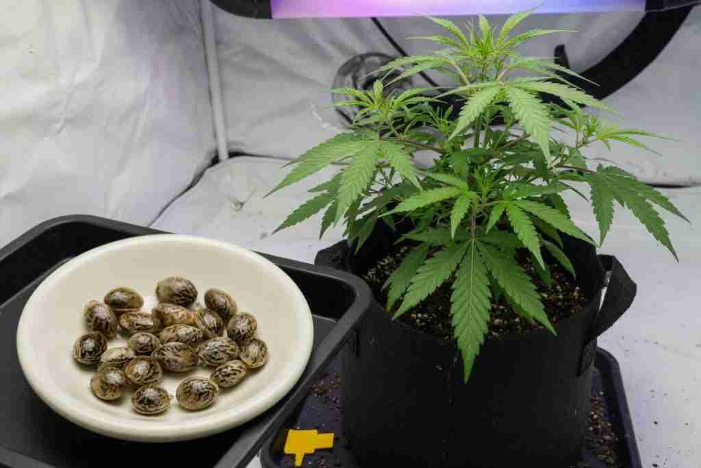 Cannabis seeds in a dish beside a healthy vegetative plant in a fabric pot