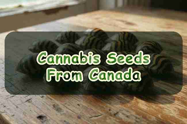 Cannabis Seeds From Canada