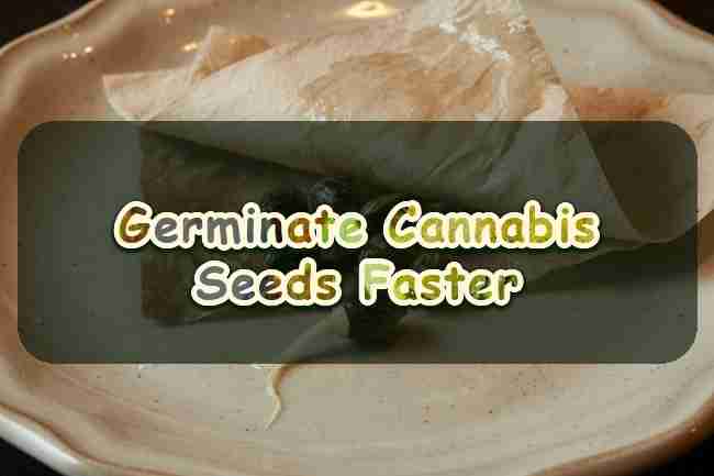 Germinate Cannabis Seeds Faster