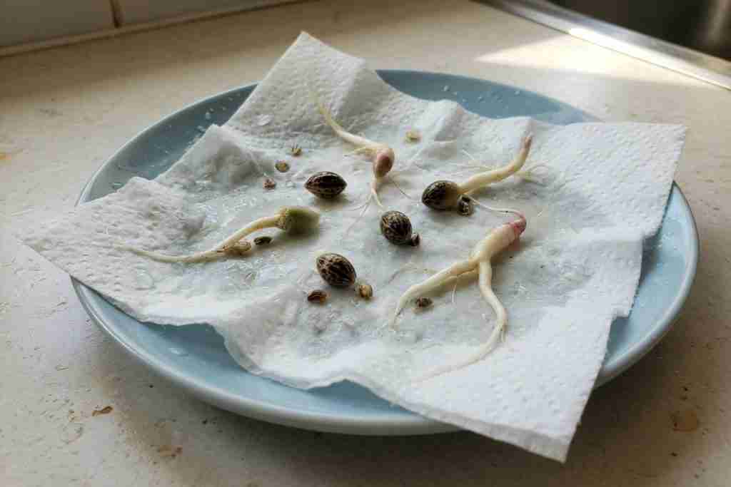 Cannabis seeds germinating on a damp paper towel with white taproots