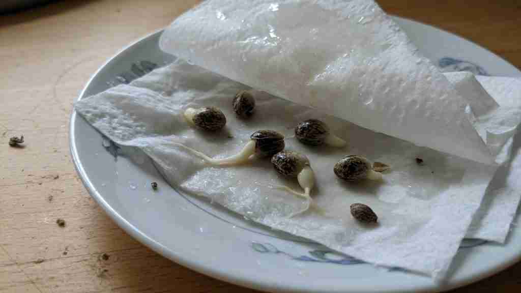Cannabis seeds germinating between damp paper towels