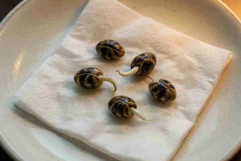 Cannabis seeds germinating on a damp paper towel with white taproots