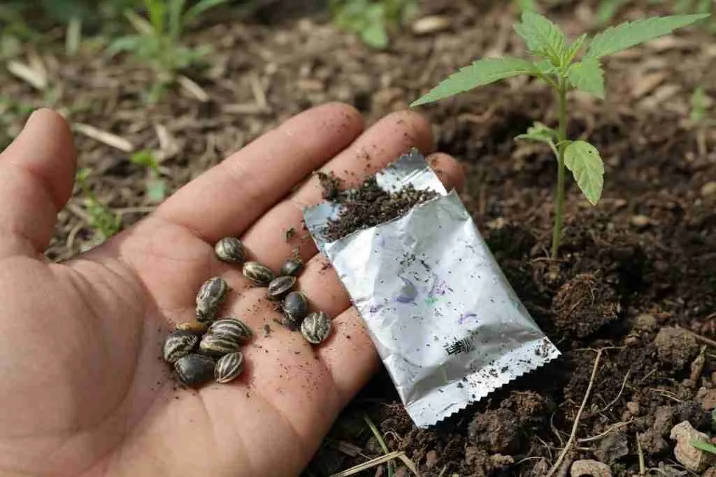 Tiger-striped cannabis seeds in a hand next to a young outdoor seedling