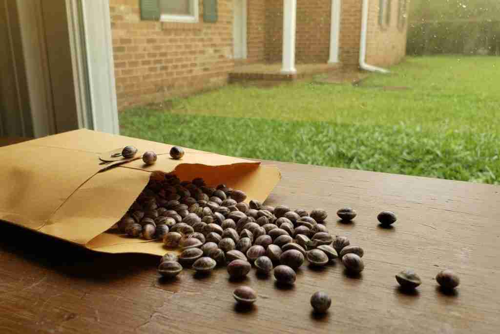 Cannabis seeds spilled from a paper envelope on a table with a Southern brick house in the window