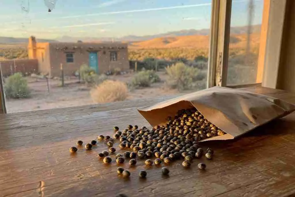 Cannabis seeds spilled from a paper envelope on a table with a New Mexico adobe house and desert hills in the window