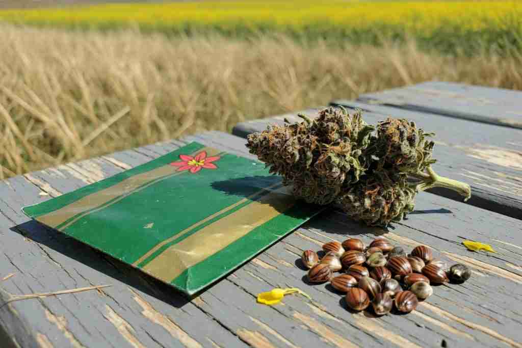 Saskatchewan green-and-gold seed pack with a red lily beside a cannabis cola and tiger-stripe seeds on a prairie picnic table