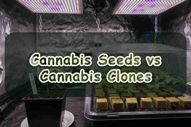 Cannabis Seeds vs Cannabis Clones
